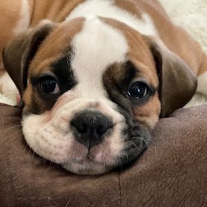 Meet your Posher, Maya